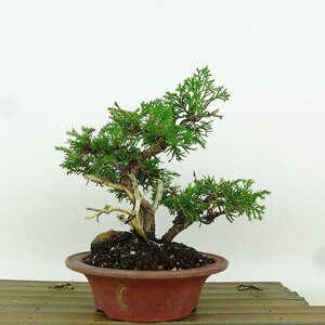 盆栽 真柏 樹高 約15cm しんぱく Juniperus chinensis シンパク “ジン シャリ” ヒノキ科 常緑樹 小品 観賞用 現品