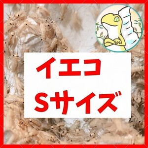 Sサイズ 【200匹＋20%増量 】送料込み1000円 イエコ　ヨーロッパイエコオロギ　送料無料　