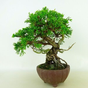 盆栽 真柏 樹高 約20cm しんぱく Juniperus chinensis シンパク “ジン シャリ” ヒノキ科 常緑樹 観賞用 小品 現品