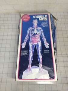 178■ビジブルマン 人体模型 スケルトン プラモデル Skilcraft VISIBLE MAN ANATOMY KIT 透明人間　未組立ジャンク現状品