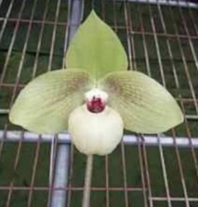 ★★洋蘭★★ Paph. Shun-Fa Golden 