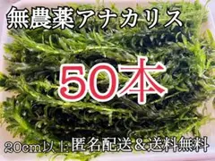 50本20cm以上 穂先付き無農薬アナカリス(オオカナダモ)餌水草金魚草金魚藻