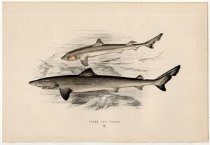 1877年 コーチ 英国の魚類史 多色石版画 ドチザメ科 イコクエイラクブカ属 イコクエイラクブカ TOPER 博物画