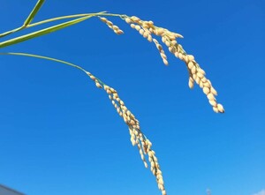 令和５年度　千葉県産コシヒカリ　30kg　白米(玄米でも可)