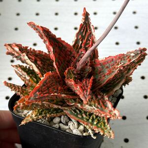 アロエ 実生 ハイブリッド 多肉植物 Aloe hybrid 110