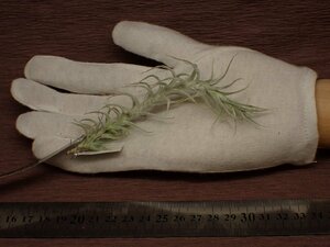 Tillandsia stellifera チランジア・ステリフェラ 258■エアプランツEP