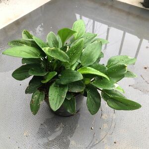 【送料無料】ドリミオプシス e　Drimiopsis　斑入り 球根　観葉 植物　まとめ売り　お買い得 おまけつき ピクミンのような可愛い植物す