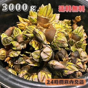 【送料無料】冷凍カメノテ3000ｇ　石鯛　イシガキダイ　黒鯛　コブダイ　釣り餌　かぶせ釣り