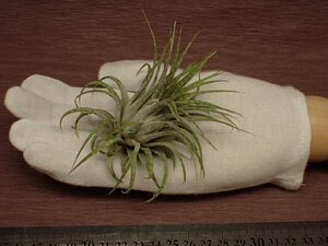 Tillandsia ionantha 