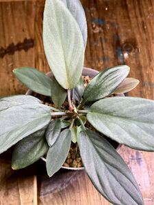 LA便 Homalomena LR×謎2【LA-hyb.22-15】 ホマロメナ　熱帯植物