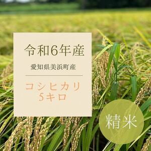 お米5キロ コシヒカリ 愛知県美浜町産 令和6年度 新米 