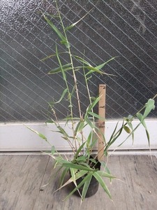 1　タイワンオギ（台湾荻）　珍しい植物　風情があるので盆栽にも 挿し木でも増やせます