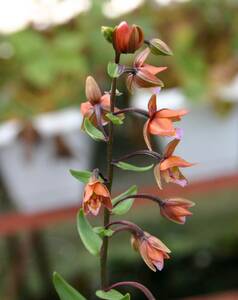 茶花カキラン、２鉢、開花見込株、９ｃｍ鉢★★