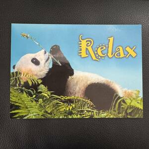 ★パンダ　リラックス　ポストカード ★葉書　Panda - Relax