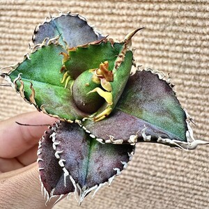 【Lj_plants】Q819 激レア高級品種 アガベ チタノタ 金剛 子株 agave kingkong 極上強棘 極美極上子株