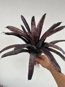 Aechmea orlandiana Black ex-Bird Rock Tropicals A193 エクメア　オーランディアナ　ブラック　