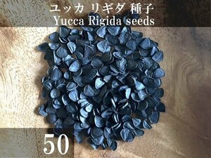 ユッカ リギダ 種子 50粒+α Yucca Rigida 50 seeds+α 種