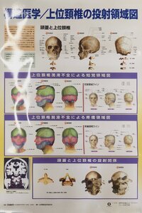 『構造医学 上位頚椎の投射領域図 吉田勧持:監修 大判ポスター』日本構造医学研究所