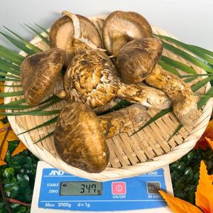 《北海道産松茸》347g 開き