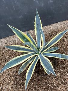 Agave americana Variegata アガベ　アメリカーナ　錦　覆輪　大株