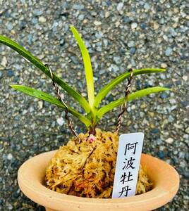 富貴蘭　徳島県産山採りルビー根品種　　　　　　　　　【阿波牡丹】富貴蘭　伝統園芸　東洋蘭　斑入り山野草《富貴蘭を楽しんで》