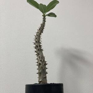 パキポディウム バロニー Pachypodium baronii コーデックス 塊根植物 多肉植物