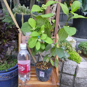 あじさい 紫陽花 「れ」碧の瞳 挿し木苗 蕾つき