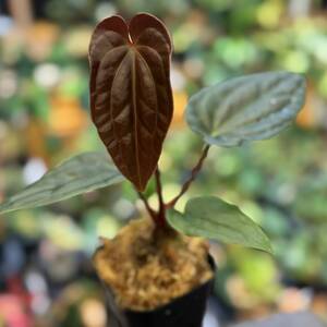 魅惑の交配　Anthurium　Luxurians×Papililaminum 【写真現物】アンスリウムハイブリッド　 【HEIAN】