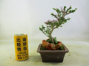 [讃岐屋緑兵衛]香丁木 5/15開花～花変化想定(5566紫泥正方鉢)全高：23㎝※同梱包は「まとめて取引」手続厳守※送料明記＊説明必読