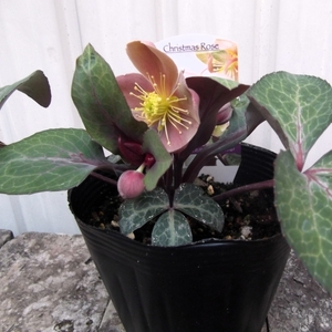 現物出品【クリスマスローズ・リビダス＊Helleborus lividus】５号　　