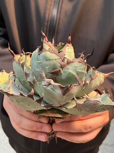 Y【Agave titanota 