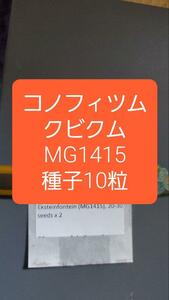 コノフィツム　クビクム MG1415 種子10粒