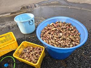 北海道産　菊芋２５キロ　洗ってお届け