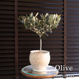 Olive オリーブの木 Koroneiki 5号 陶器鉢 コロネイキ オリーブ トピアリー 0302