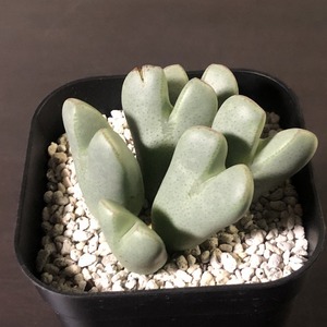 エリッシャエ　elishae SB1419　　 コノフィツム 　Conophytum 　多肉植物