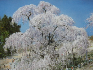 黒澤信男、【三春の滝桜（福島）】、希少な額装用画集より、美品、新品額装付、インテリア、春、桜、日本人画家、jup