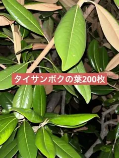 タイサンボクの葉200枚