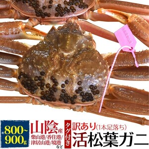 ズワイガニ 生 姿 800～900g 訳あり 活き 松葉ガニ お取り寄せ グルメ 兵庫県産 国産 カニ 蟹 漁港直送 冷蔵便