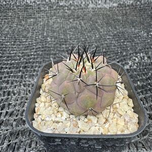 Copiapoa sp 実生（黒王丸×カルデナラ）×黒王丸（cinerea×calderana）×Copiapoa cinerea 