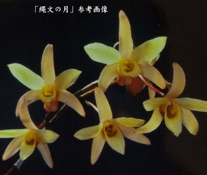 ♪山野草、セッコク、長生蘭 『縄文の月』♪