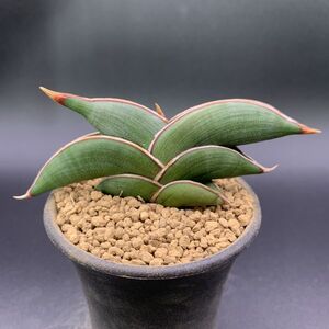 03【大人気】多肉植物 サンスベリア ロリダ Sansevieria Rorida 選抜上株 美苗