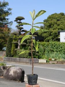 ビワ 実生 0.5m 10.5cmポット 苗