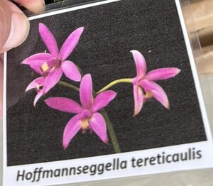 C. tereticaulis　14