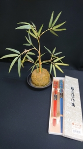 未使用　輪島塗 箸 天然木 夫婦箸 日本製 工芸品 ①H-10