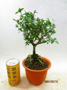 [讃岐屋緑兵衛] 八重咲白鳥花 5/15開花～花変化想定 (51016茶丸プラ鉢)全高：28㎝※同梱包は「まとめて取引」手続厳守※送料明記