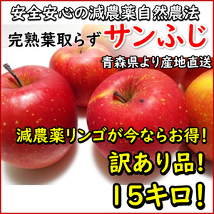 【お得な訳あり品15キロ】生食用！「青森のサンふじ」安心安全の減農薬葉取らず完熟りんご！皮ごとでも安心！色や見た目が悪いC級品！