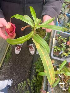 食虫植物　Nepenthes.ventricosa 姫神　ネペンテス　ベントリコーサ　25