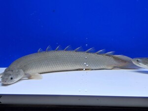 ポリプテルス セネガルス約20cm～22cm　2匹セット　トゥルカナ湖wild　かなり太いです。ポリプマニア必見！トリートメント済み