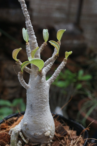 　Adenium arabicum (管理番号：ar5）アデニウム　アラビカム