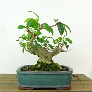 盆栽 梅擬 樹高 約13cm うめもどき Ilex serrata ウメモドキ モチノキ科 落葉樹 観賞用 小品 現品